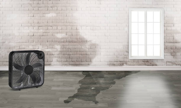 Best Local water damage restoration  in Curwensville, PA