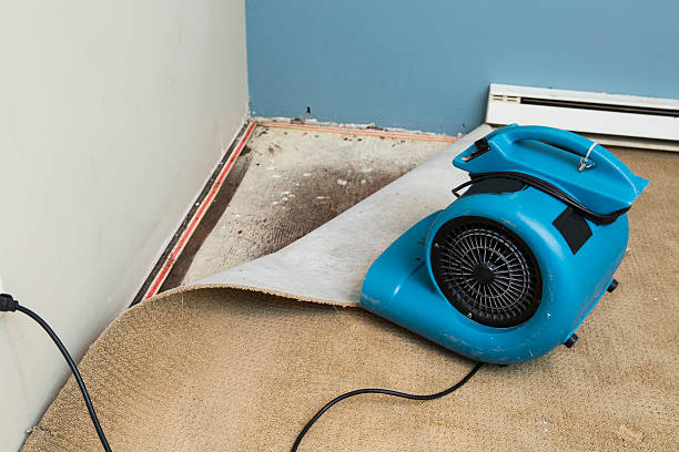 Best Water damage cleanup near me  in Curwensville, PA